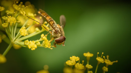 Beautiful insect on a delicate yellow flower. Anethum graveolens & Episyrphus balteatus.