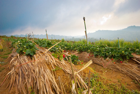 Strawberry farm in thailand  の写真素材