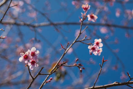 Thailand Cherry Blossom,Sakura Pink Flower On Phulomlo in Thailand  の写真素材
