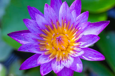 Purple Lotus flower beautiful lotus の写真素材