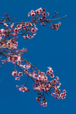 Thailand Cherry Blossom,Sakura Pink Flower On Phulomlo in Thailand  の写真素材