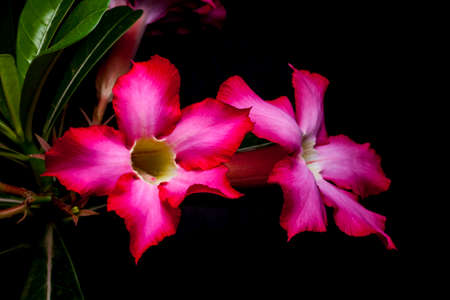 Azalea flower on the black background の写真素材