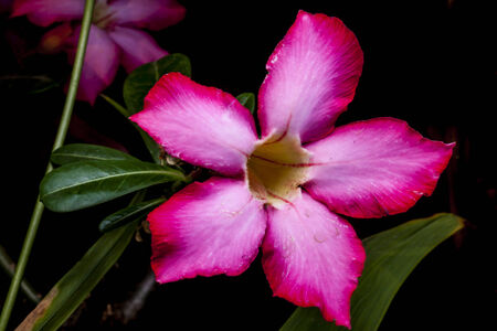 Azalea flower on the black background の写真素材