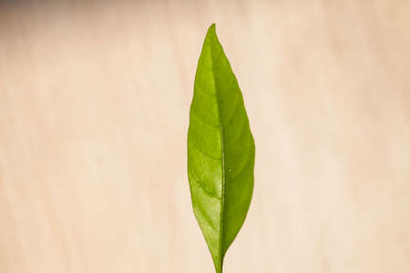 Beautiful foliageの写真素材