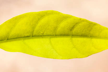 Beautiful foliageの写真素材