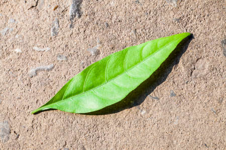 Beautiful foliageの写真素材