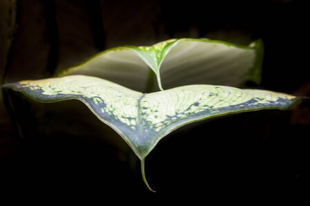 Green Leaves in dark on a black background.の写真素材