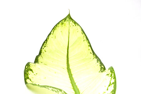 Green leaves on a white background.の写真素材