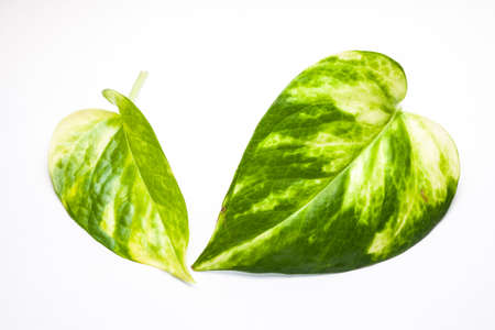 Green leaf Closeup On white backgroundの写真素材