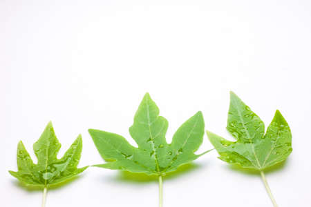 Green leaf with water droplets,Closeup On white backgroundの写真素材