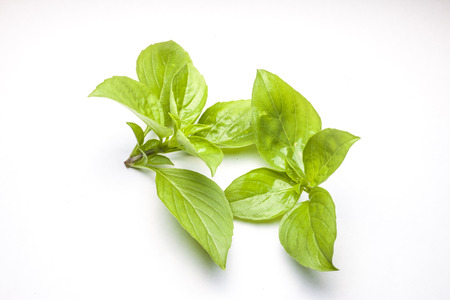 Sweet Basil isolated on white backgroundの写真素材