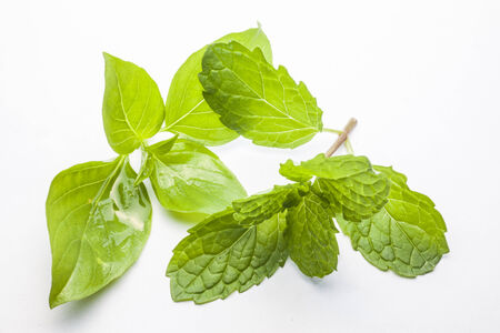 mint leaves and Sweet Basil  isolated on white backgroundの写真素材