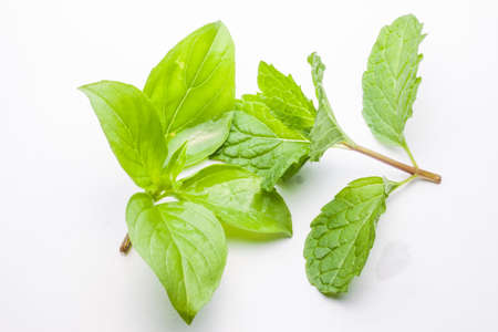 mint leaves and Sweet Basil  isolated on white backgroundの写真素材