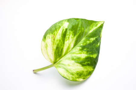 Green leaf Closeup On white backgroundの写真素材