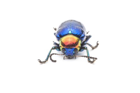 Macro  bug Colorful On white backgroundの写真素材