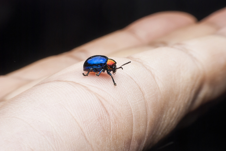 Macro  bug Colorful On hand .の写真素材