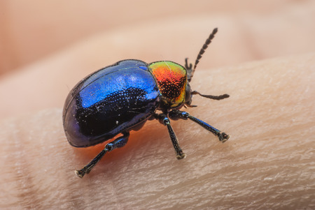 Macro  bug Colorful On hand .の写真素材