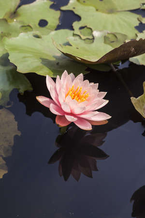 Beautiful lotus flower in the pondの写真素材