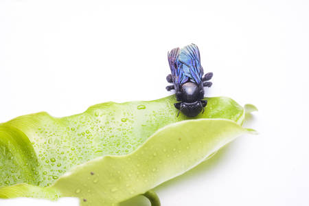 Green leaf with water droplets,Closeup On white backgroundの写真素材