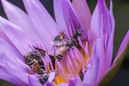Bee on beautiful lotus flower.の写真素材