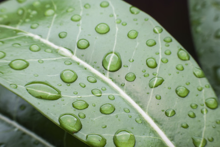 Morning dew drops on green leafs.
