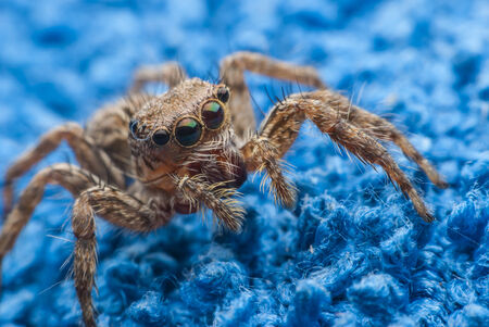 jumping spider close upの写真素材