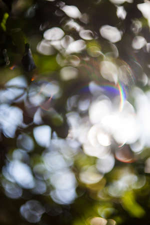 Bokeh natural green blurred background.の写真素材