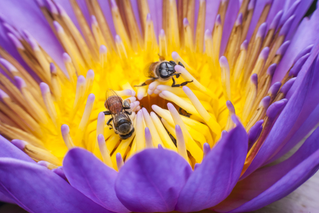 Bee on beautiful lotus flower.の写真素材