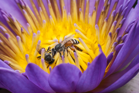 Bee on beautiful lotus flower.の写真素材