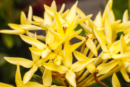 Close up yellow flower spike .の写真素材