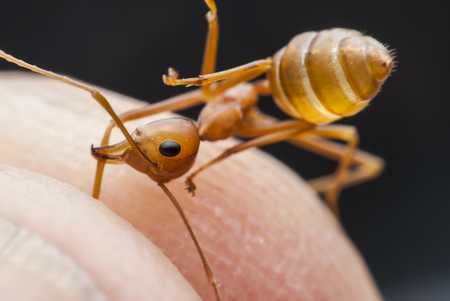 Ant close up on hand.の写真素材