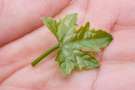 Bitter Leaf  gourd on handの写真素材