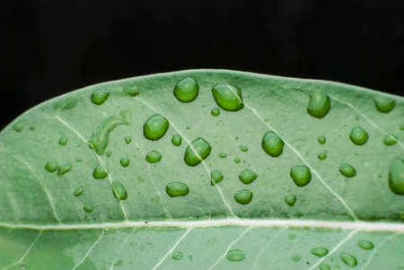 Morning dew drops on green leafs.の写真素材