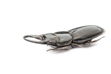 stag beetle  on white backgroundの写真素材