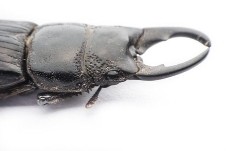 stag beetle  on white backgroundの写真素材