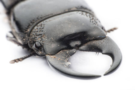 stag beetle  on white backgroundの写真素材
