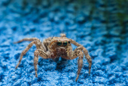 jumping spider close upの写真素材