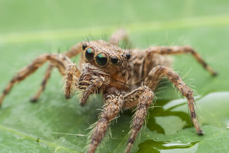 jumping spider close upの写真素材