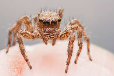 jumping spider close upの写真素材