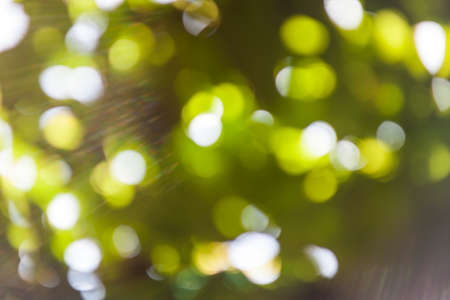 Bokeh natural green blurred background.の写真素材
