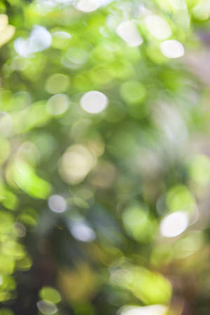 Bokeh natural green blurred background.の写真素材