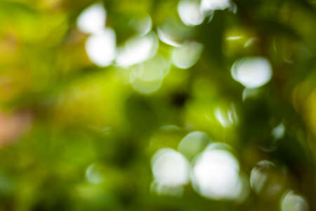 Bokeh natural green blurred background.の写真素材