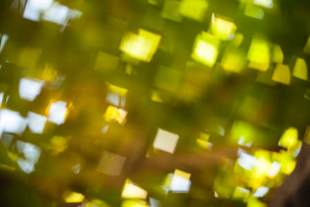 Bokeh natural green blurred background.
