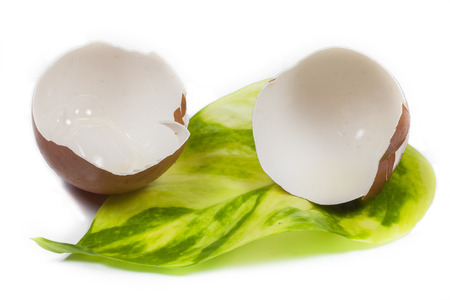 Eggs shell on white background