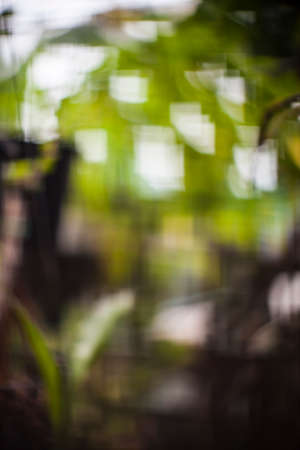 Bokeh natural green blurred background.の写真素材