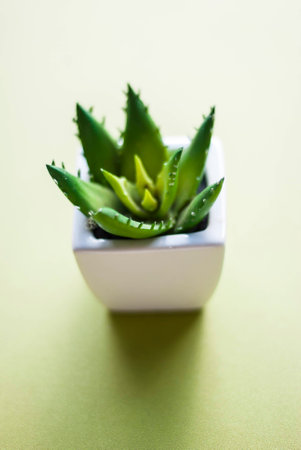 Agave plant in small potsの写真素材
