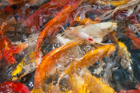 Koi fishの写真素材