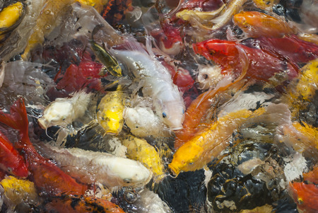 Koi fishの写真素材