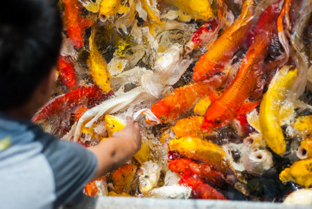 Koi fishの写真素材