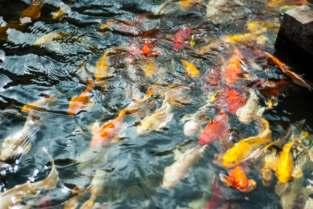 Koi fishの写真素材